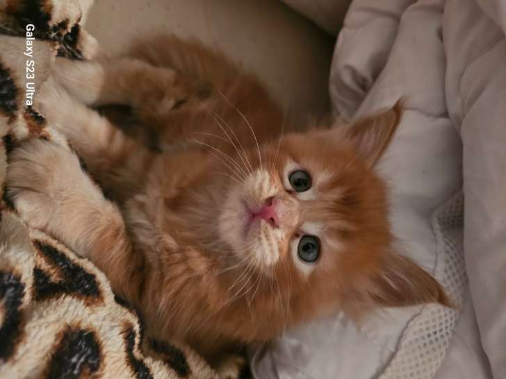 Chatons Maine Coon