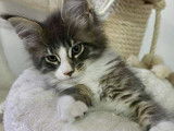 Chaton Maine Coon à vendre