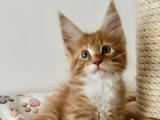 Chaton Maine Coon à vendre