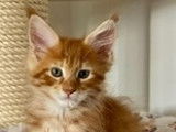 Chaton Maine Coon à vendre
