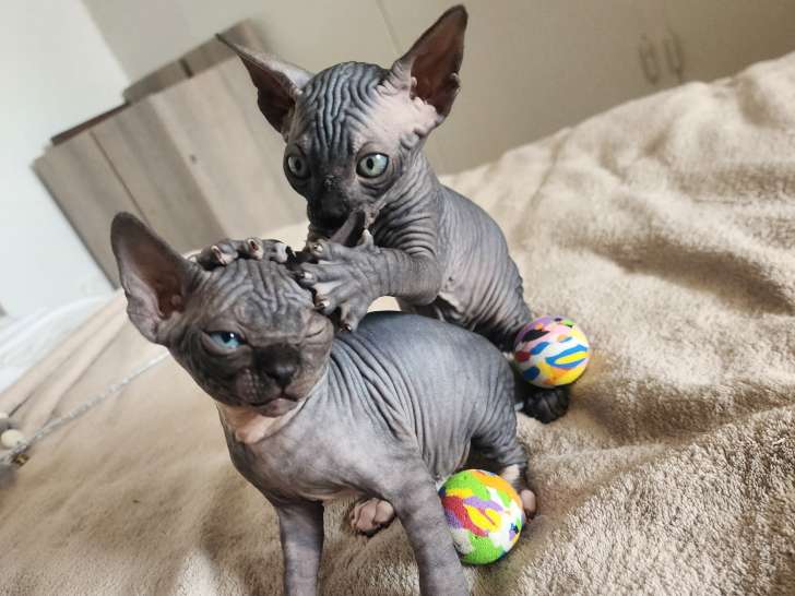 Chatons Sphynx Loof