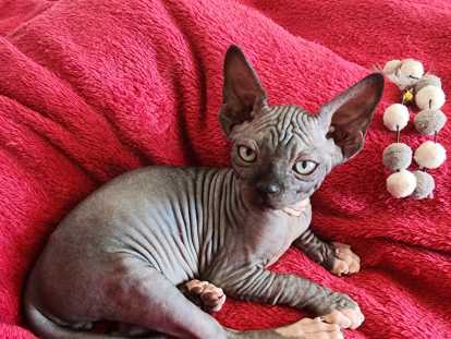 Chaton Sphynx Loof