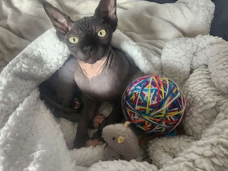 Chaton Sphynx Loof