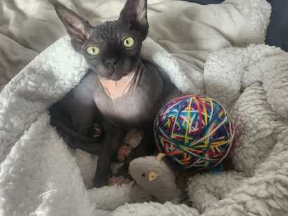 Chaton Sphynx Loof