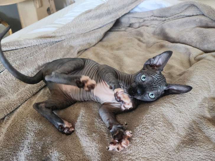 Chaton Sphynx Loof