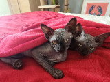 Chaton Sphynx Loof