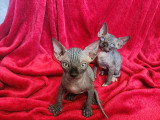 Chaton Sphynx Loof