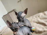 Chaton Sphynx Loof