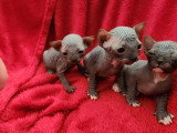 Chaton Sphynx Loof
