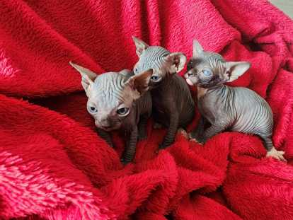 Chaton Sphynx Loof