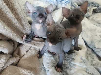 Chaton Sphynx Loof