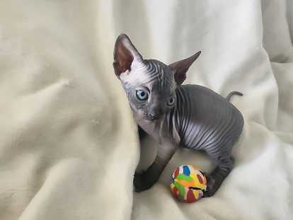 Chaton Sphynx Loof