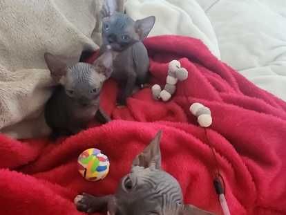 Chatons Sphynx Bleu et Bleu Blanc