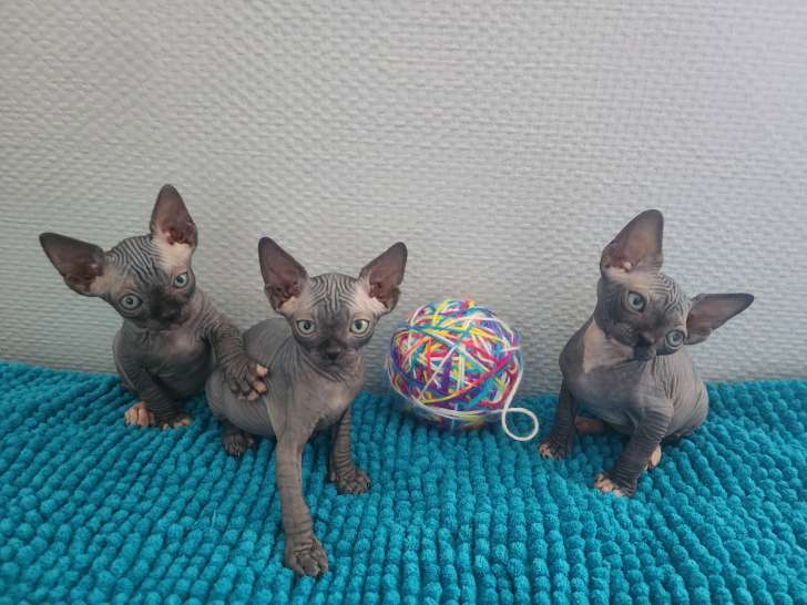 Chatons Sphynx Loof