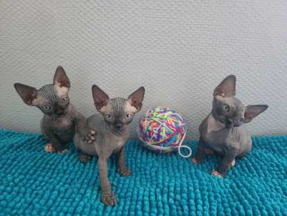 Chatons Sphynx Loof