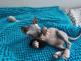 Chatons Sphynx Loof