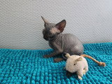 Chatons Sphynx Loof