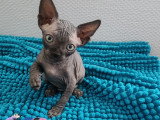 Chatons Sphynx Loof