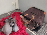 Famille Sphynx