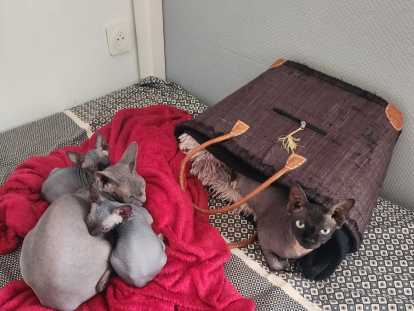 Famille Sphynx
