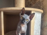 Bleuwenn mâle