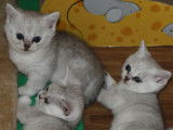 Chatons à vendre British Shorthair black silver shaded LOOF à vendre