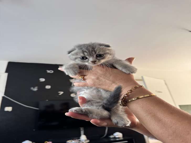 2 chatons Scottish Fold à vendre