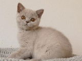 Chaton Bristish Shorthair lilac à vendre
