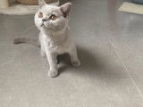 Chaton Bristish Shorthair lilac à vendre