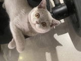Chaton Bristish Shorthair lilac à vendre