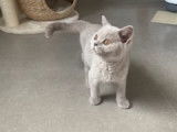 Chaton Bristish Shorthair lilac à vendre