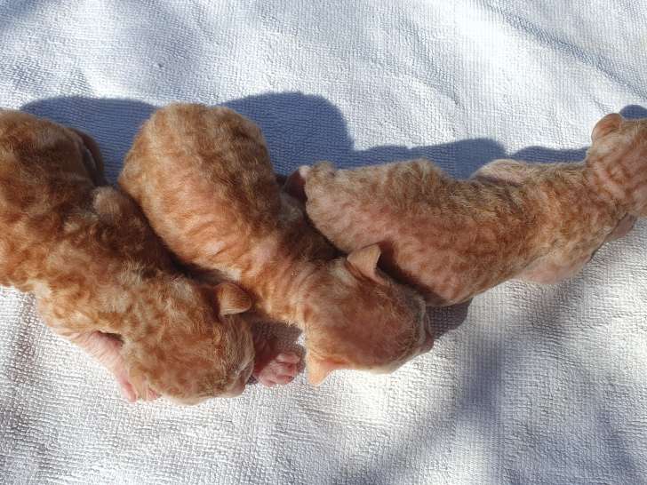 Magnifiques chatons Cornish Rex à vendre