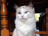 Chatonne Ragdoll LOOF à vendre
