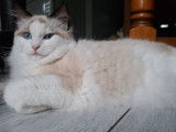 Chatonne Ragdoll LOOF à vendre