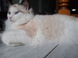 Chatonne Ragdoll LOOF à vendre
