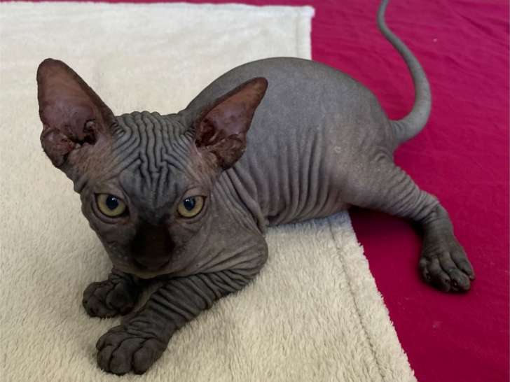 Chatons Sphynx noirs à vendre