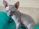 Chatons Sphynx noirs à vendre