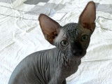 Chatons Sphynx noirs à vendre