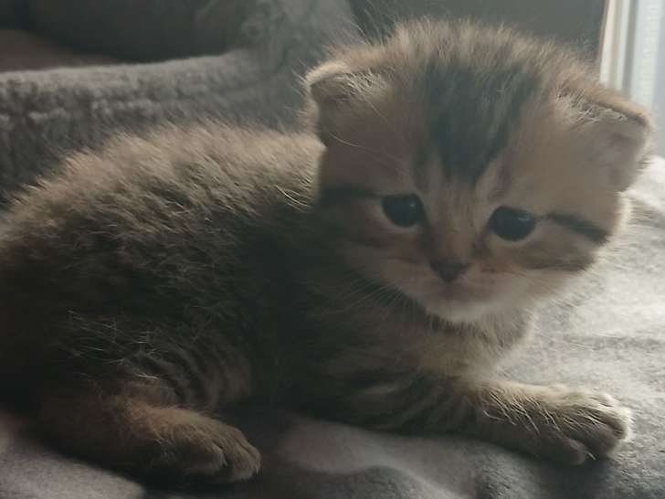 Chaton Scottish Fold à vendre