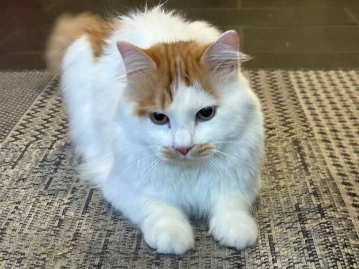 Mâle Sibérien adorable à vendre