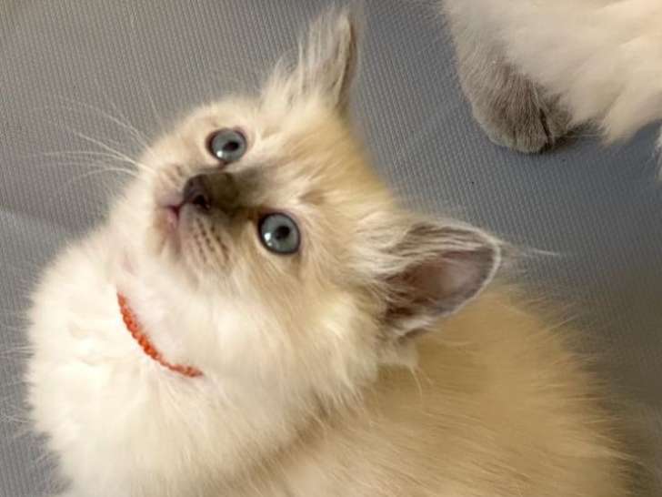 Chatons Ragdoll LOOF à vendre