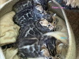 Superbe chantons bengal
