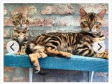 Chatons Bengal à vendre