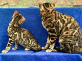 Chatons Bengal à vendre