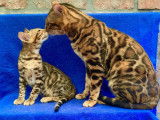 Chatons Bengal à vendre