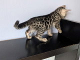 Chatons Bengal à vendre
