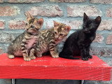 Chatons Bengal à vendre