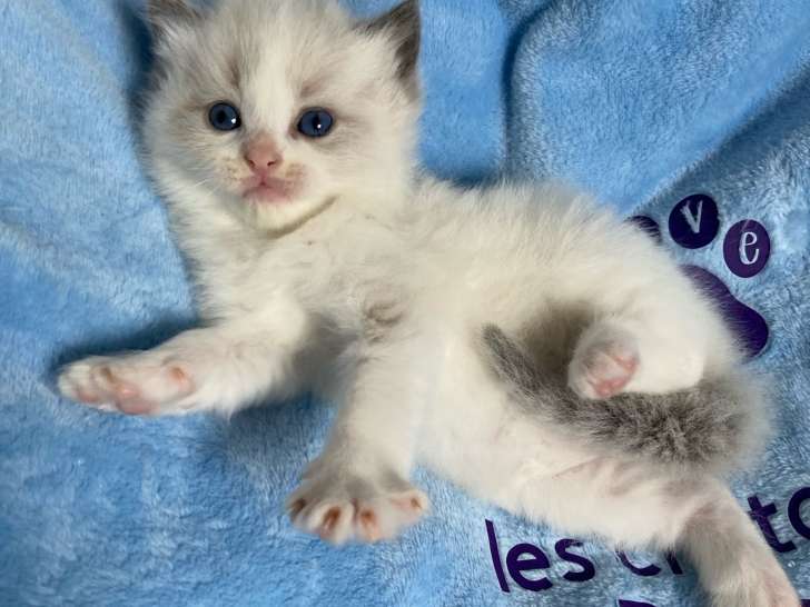 Mâle bleu bicolore