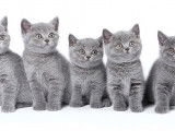 Chatons de race British Shorthair à vendre (1 femelle & 3 mâles)