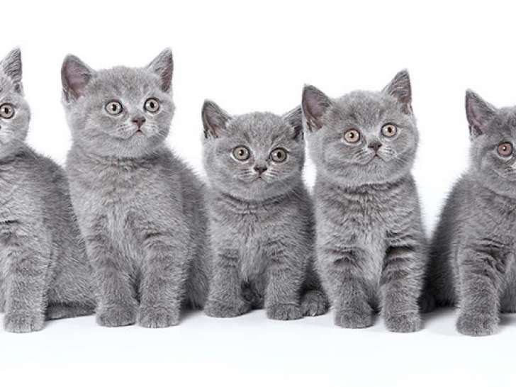 Chatons de race British Shorthair à vendre (1 femelle & 3 mâles)